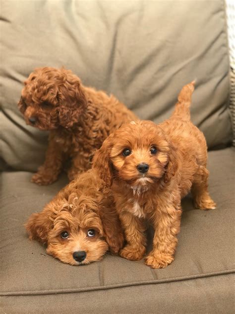How much do Poodle puppies cost in Tampa, FL The typical price for Poodle puppies for sale in Tampa, FL may vary based on the breeder and individual puppy. . Poodle for sale